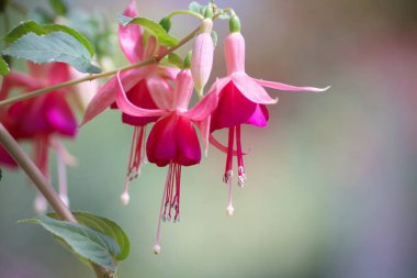 Yurigahara Parkı 'ndaki güzel fuşya.