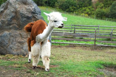 Ecorin Village 'da şirin alpakalar.