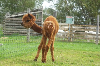 Ecorin Village 'da şirin alpakalar.