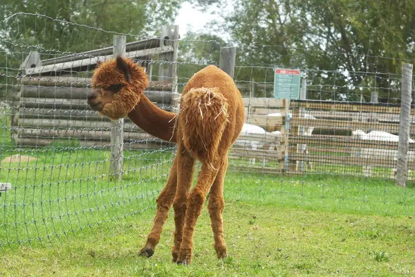 Ecorin Village 'da şirin alpakalar.