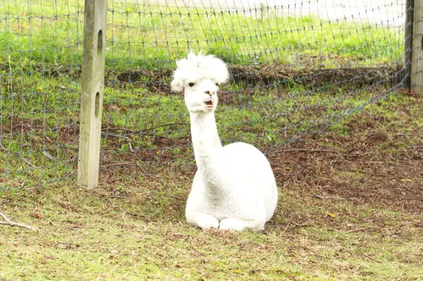 Ecorin Village 'da şirin alpakalar.