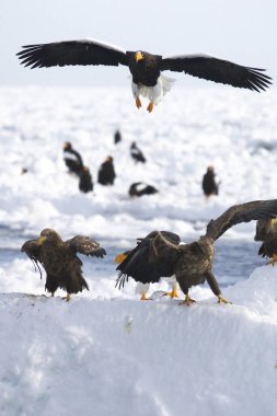 Steller 'in deniz kartalları ve Dünya Doğal Mirası Bölgesi olan Shiretoko' nun beyaz kuyruklu kartalları.