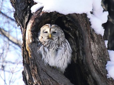 Vahşi baykuş, sadece Hokkaido 'da yaşayan bir kuş.