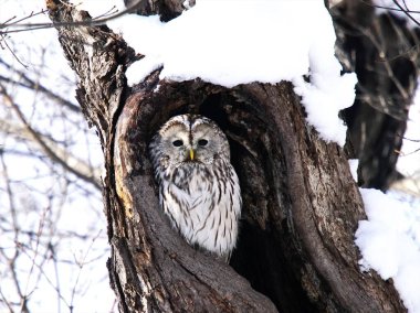 Vahşi baykuş, sadece Hokkaido 'da yaşayan bir kuş.