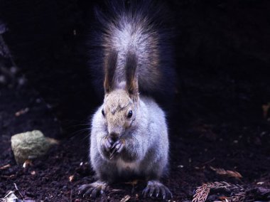 Hokkaido 'da yaşayan sevimli Hokkaido sincabı.