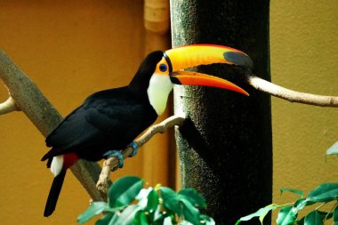 Sapporo Maruyama Hayvanat Bahçesi 'nde yaşayan sevimli bir tukan.