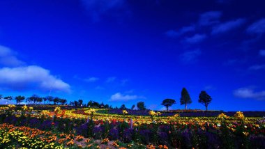 Biei 'deki güzel mavi gökyüzü ve çiçek tarlaları