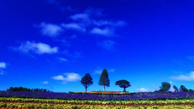 Biei 'deki güzel mavi gökyüzü ve çiçek tarlaları