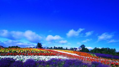 Biei 'deki güzel mavi gökyüzü ve çiçek tarlaları