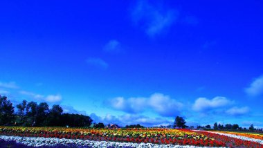Biei 'deki güzel mavi gökyüzü ve çiçek tarlaları