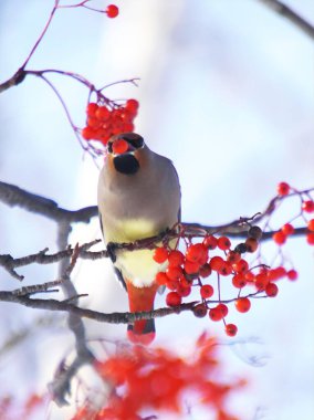 Balmumu kanat kırmızı Rowan ağacını sever.