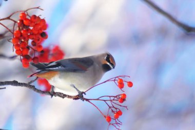 Balmumu kanat kırmızı Rowan ağacını sever.