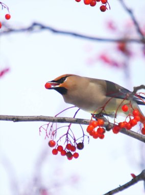 Balmumu kanat kırmızı Rowan ağacını sever.