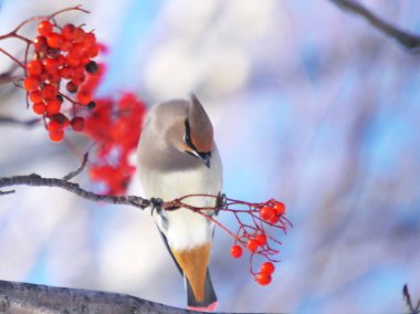 Balmumu kanat kırmızı Rowan ağacını sever.