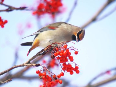 Balmumu kanat kırmızı Rowan ağacını sever.