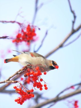 Balmumu kanat kırmızı Rowan ağacını sever.