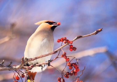 Balmumu kanat kırmızı Rowan ağacını sever.