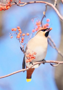 Balmumu kanat kırmızı Rowan ağacını sever.