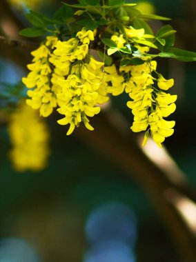 Güzel Kral Surrey Yurigahara Parkı 'nda