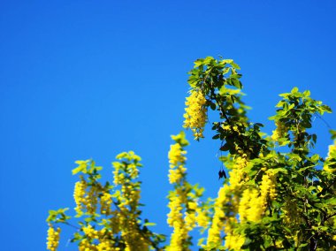 Güzel Kral Surrey Yurigahara Parkı 'nda