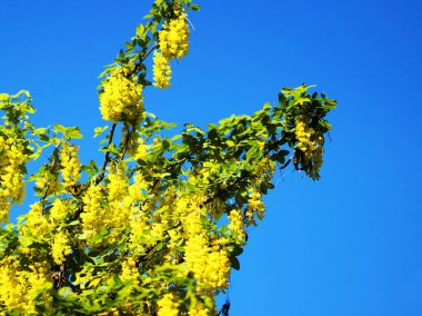 Güzel Kral Surrey Yurigahara Parkı 'nda