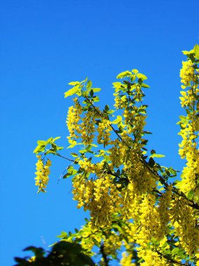 Sarı kral Yurigahara Parkı 'nda çiçek açıyor.