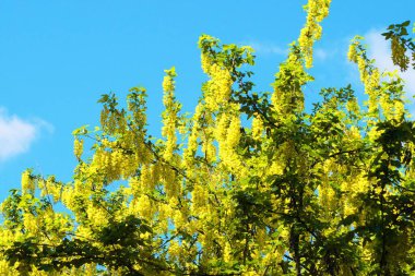 Sarı kral Yurigahara Parkı 'nda çiçek açıyor.