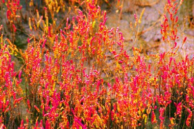 Mercan otları sonbaharın sonlarında kıpkırmızı oldu.