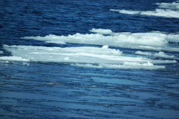 Monbetsu Limanı 'nda yüzen buz ve Garinco