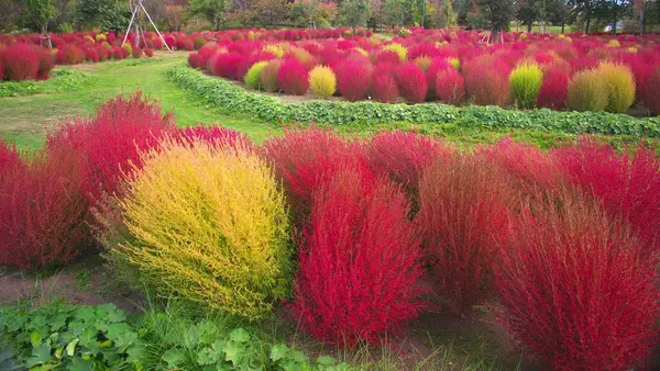 Yuni Garden 'da güzel kırmızı kochia.