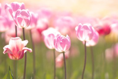 Takino Suzuran Parkı Lale Çiçeği Tarlası