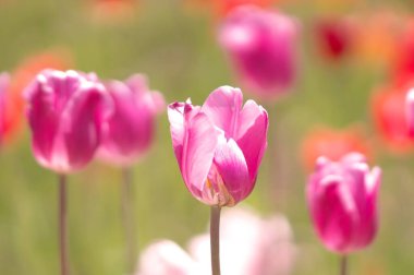 Takino Suzuran Parkı Lale Çiçeği Tarlası