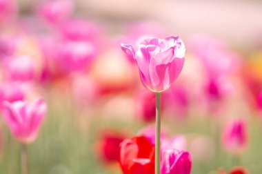 Takino Suzuran Parkı Lale Çiçeği Tarlası