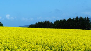 Mavi gökyüzünde parlayan sarı kolza tohumu tarlası