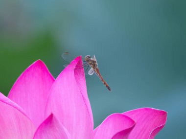 Pembe nilüfer çiçeği.