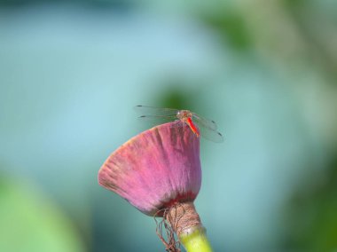 Pembe nilüfer çiçeği.