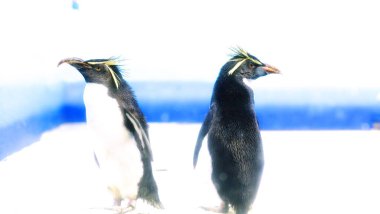 Karda yürüyen ve suyun altında yüzen sevimli penguenleri izle