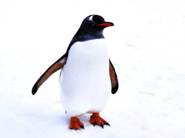 Karda yürüyen ve suyun altında yüzen sevimli penguenleri izle