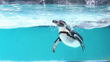 Karda yürüyen ve suyun altında yüzen sevimli penguenleri izle