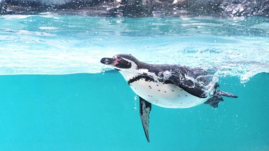 Karda yürüyen ve suyun altında yüzen sevimli penguenleri izle