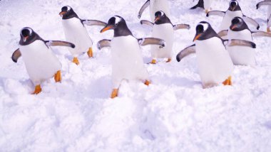 Karda yürüyen ve suyun altında yüzen sevimli penguenleri izle