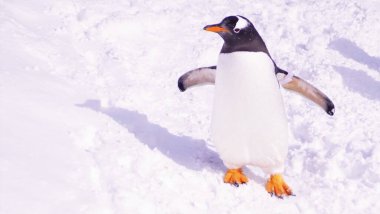 Karda yürüyen ve suyun altında yüzen sevimli penguenleri izle