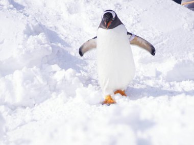 Karda yürüyen ve suyun altında yüzen sevimli penguenleri izle