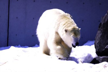 Popüler şirin kutup ayıları karda yürüyor