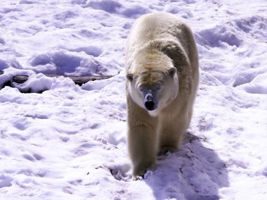 Popüler şirin kutup ayıları karda yürüyor