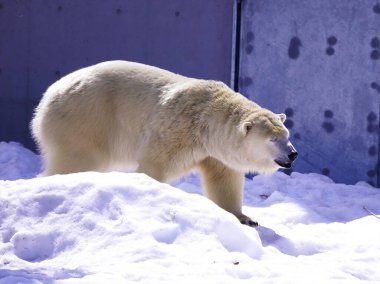 Popüler şirin kutup ayıları karda yürüyor
