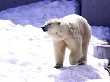 Popüler şirin kutup ayıları karda yürüyor