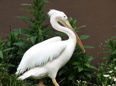 Popüler ve sevimli Büyük Beyaz Pelikan