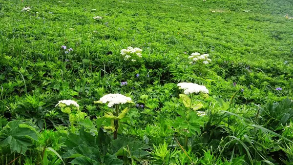 Güzel Rishiri-Rebun-Sarobetsu Ulusal Parkı