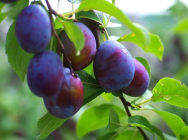 Meyve bahçesinden lezzetli kuru erikler